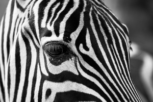 zebra-630149_1920